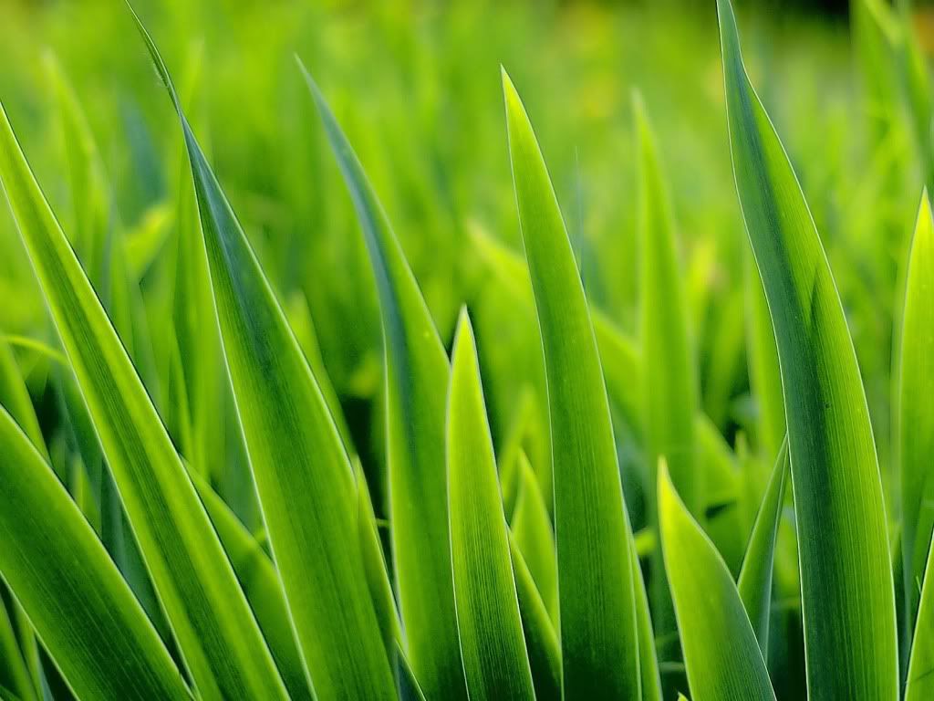 Grass.jpg