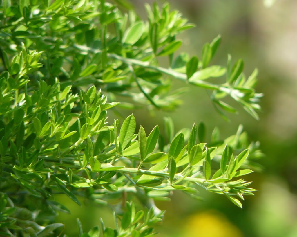 GreenasGrass.jpg