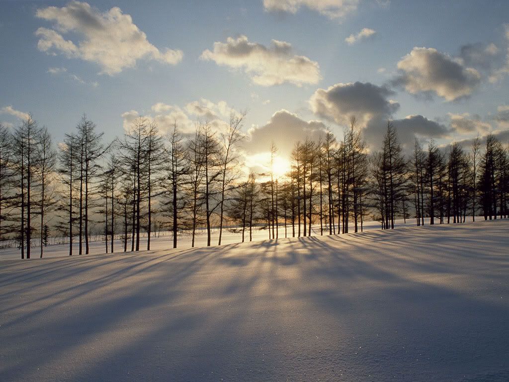 LightBehindtheTrees.jpg