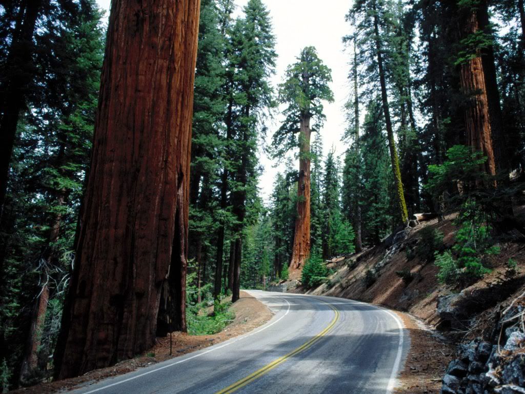 RedwoodRoadSequoiaNationalPark.jpg
