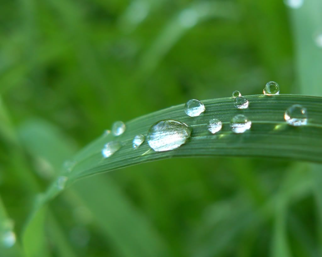 StitchOnTheGrass.jpg