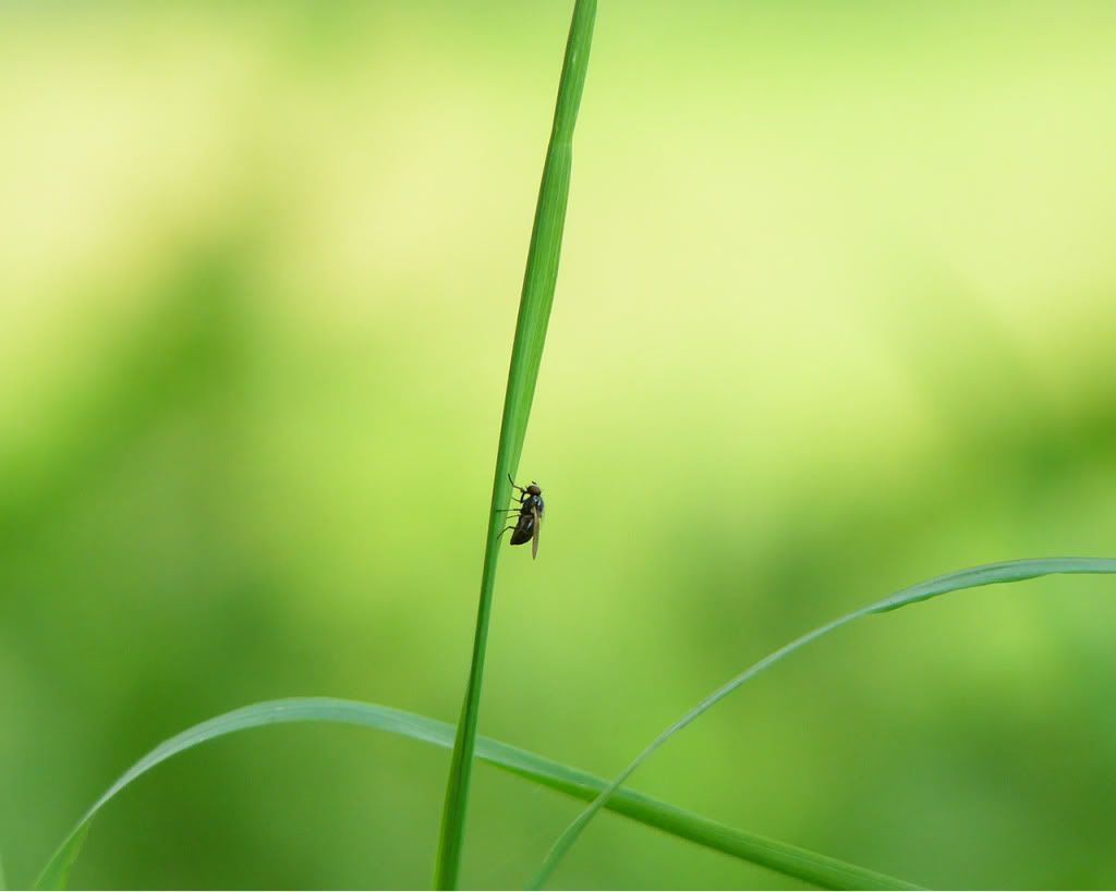 SuchacuteFly.jpg