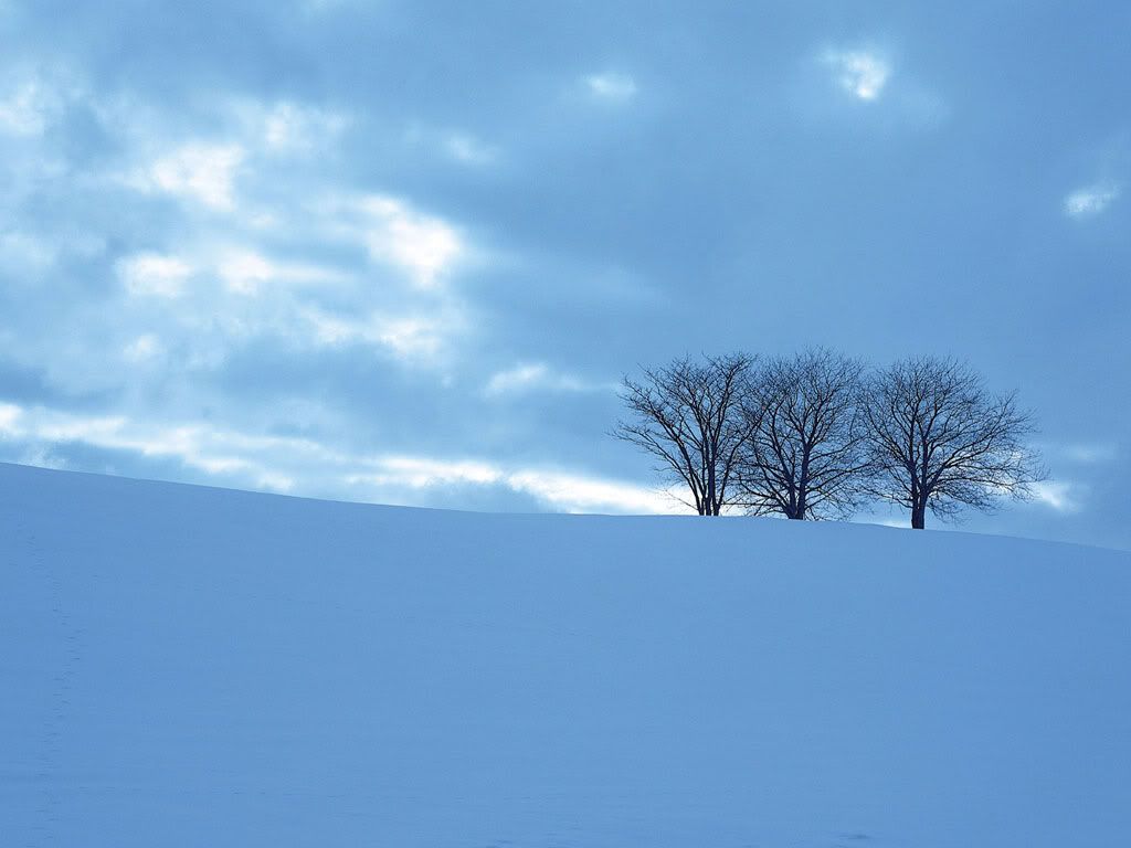 TopTree.jpg