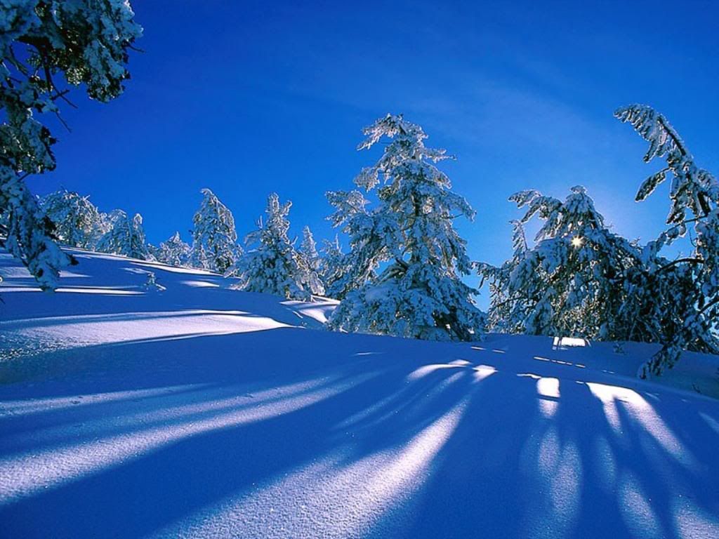 TreesShadow.jpg