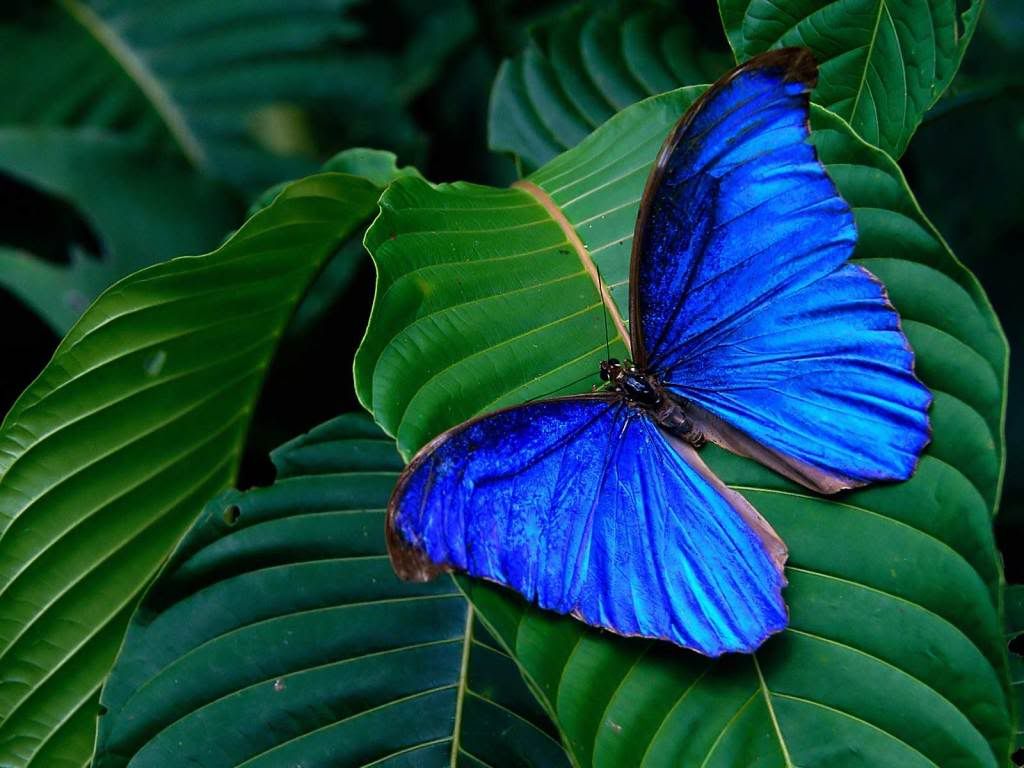 TropicsButterfly.jpg