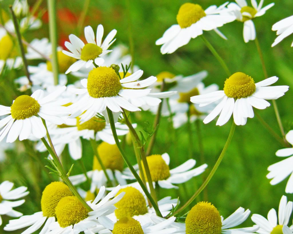 YellowhiteFlowers.jpg