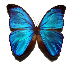 mariposa Avatar