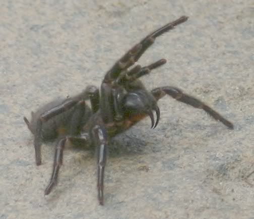 SydneyFunnel-WebSpider.jpg