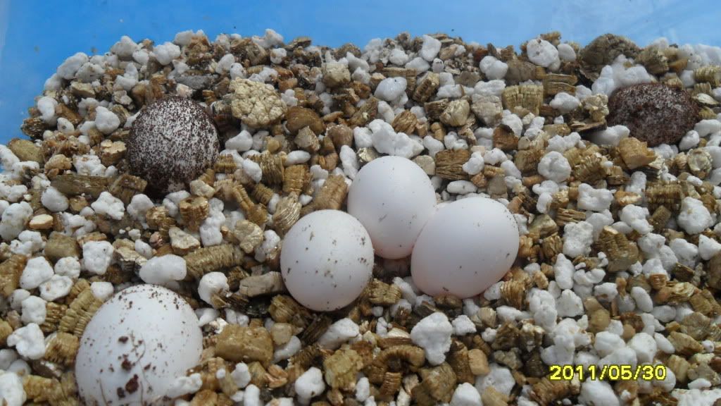 Beaver Tail Agama (Xenagamas) Babies Reptile Forums
