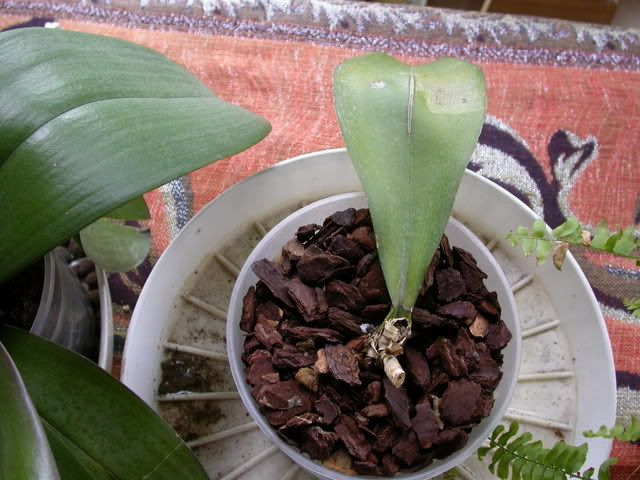 DSCN1477.jpg