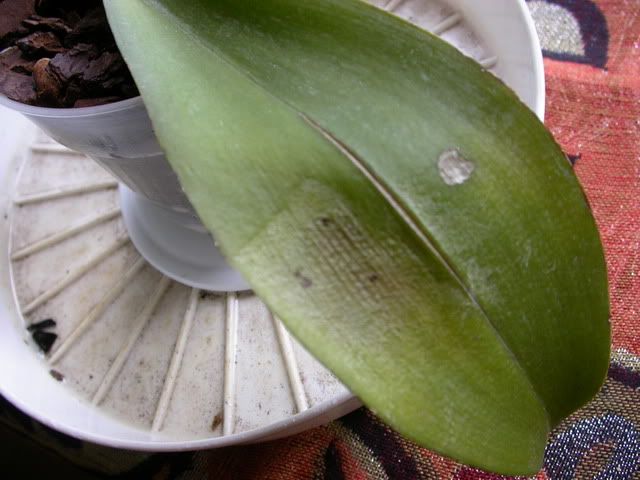 DSCN1480.jpg