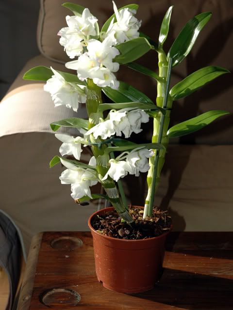 orchidee5.jpg