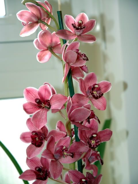 orchidee9.jpg