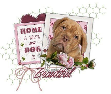  photo Beautiful_homedog_ebt.jpg