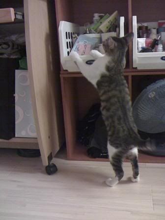 圖檔