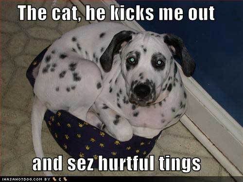 funny dogs and cats. funny-dog-pictures-cat-kicks-
