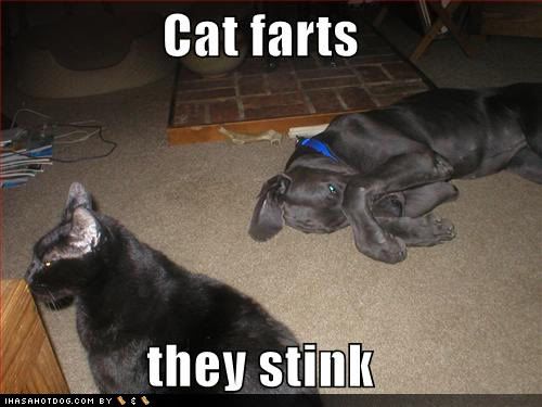Stinky Cat