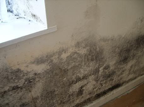 wallmould.jpg