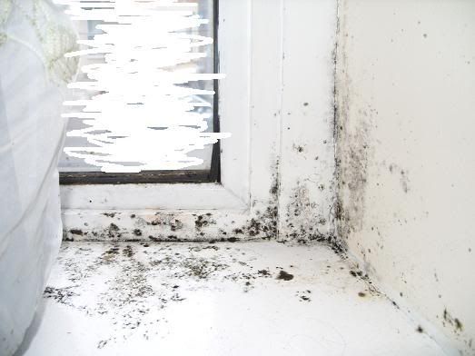window.jpg