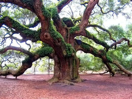 roble-angel-oak-01.jpg picture by Amaliagg