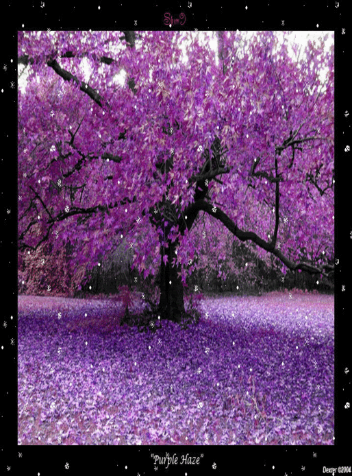 purple tree scene Pictures, Images and Photos