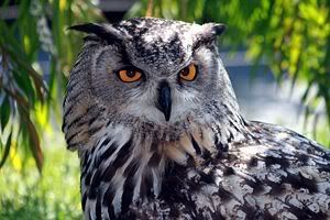300px-Eagle_Owl_IMG_9203.jpg