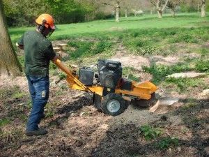  photo stump grinding 4_zpsjvsuxnta.jpg