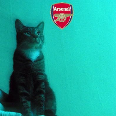 Arsenal Cat