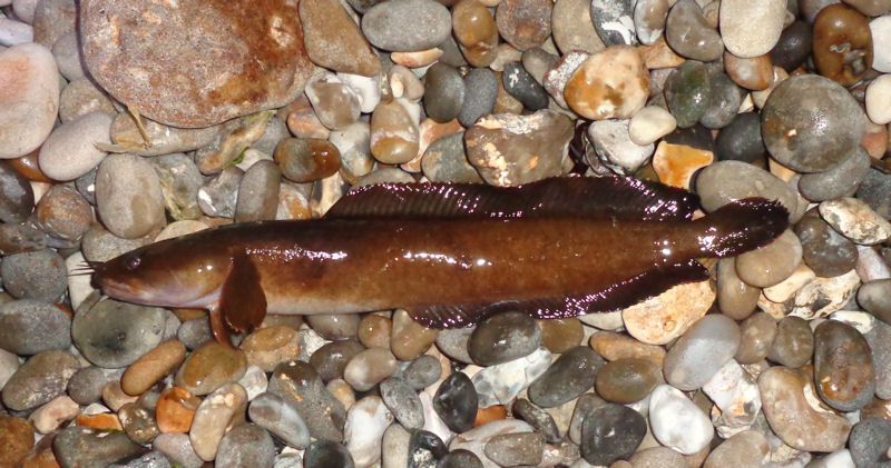 branscombe2_zps55941469.jpg