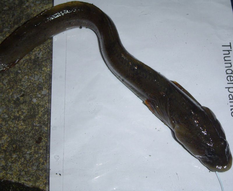 eelpout_zps916ec539.jpg