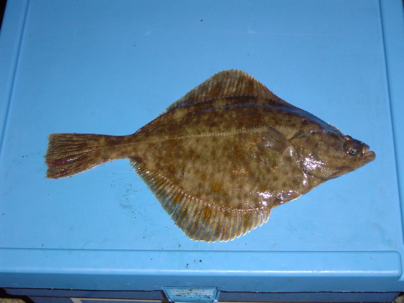 flounder_zpse396ad44.jpg