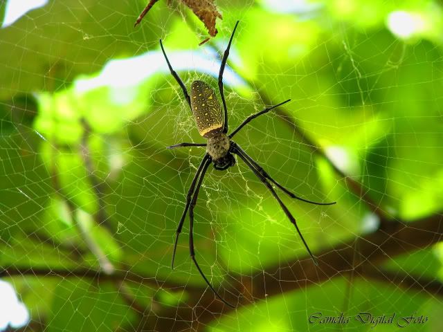 IMAGE: http://i284.photobucket.com/albums/ll9/camelia_fotog/IMG_1907copy.jpg