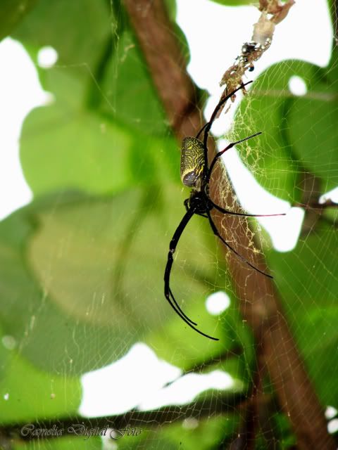 IMAGE: http://i284.photobucket.com/albums/ll9/camelia_fotog/IMG_1913copy.jpg