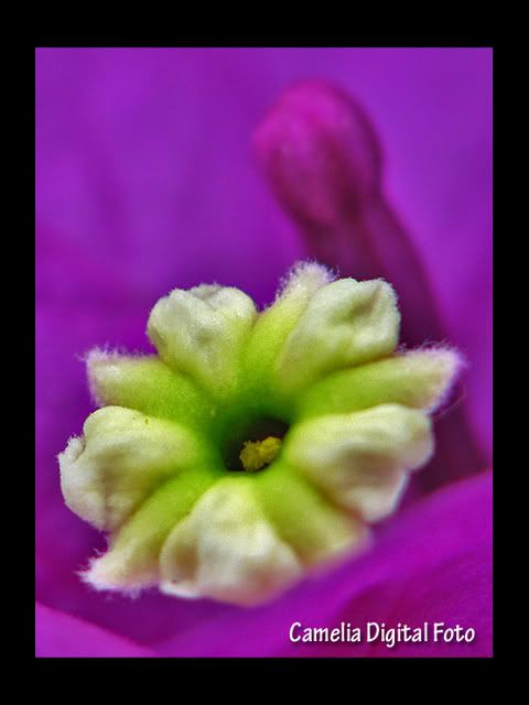 IMAGE: http://i284.photobucket.com/albums/ll9/camelia_fotog/IMG_4314-1.jpg