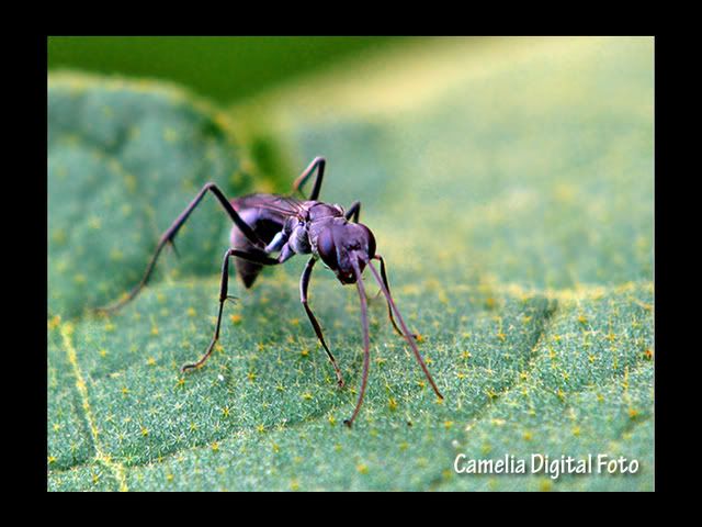 IMAGE: http://i284.photobucket.com/albums/ll9/camelia_fotog/IMG_4323.jpg