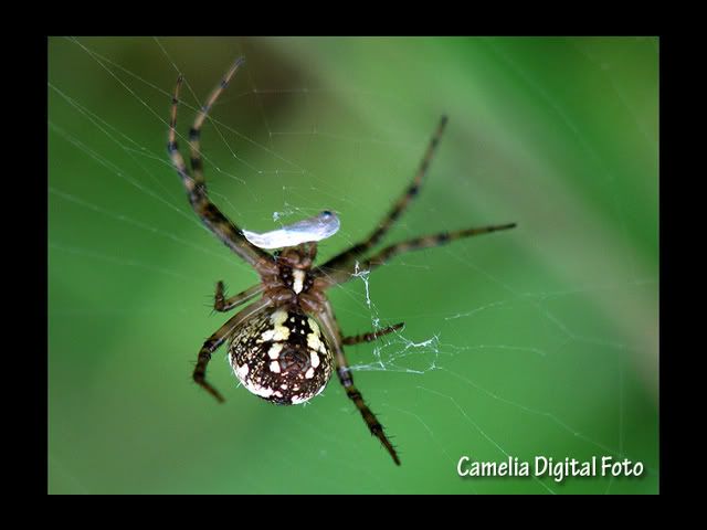 IMAGE: http://i284.photobucket.com/albums/ll9/camelia_fotog/IMG_4327.jpg