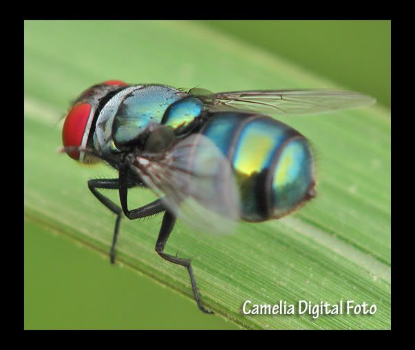 IMAGE: http://i284.photobucket.com/albums/ll9/camelia_fotog/sd.jpg