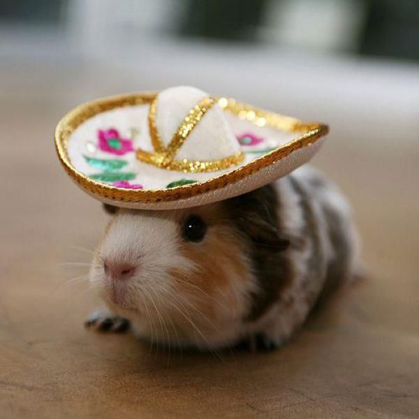 Mexicanhampster.jpg