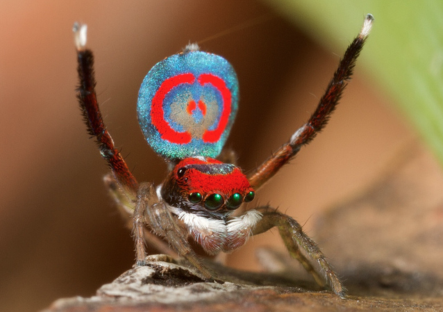 Peacockspidersmall.png