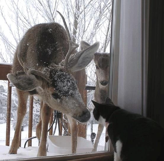 deer-meets-cat_zpsaac26323.jpg