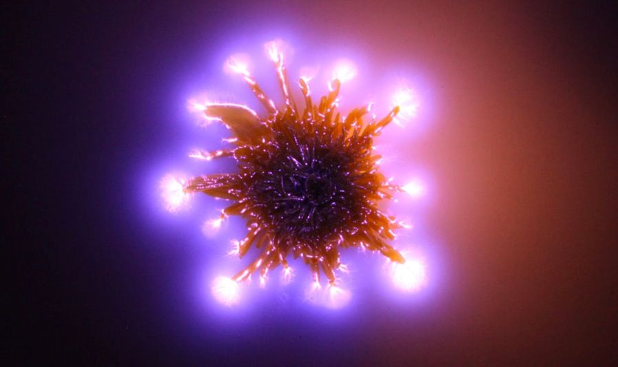 electrographchrysanthemum2.jpg