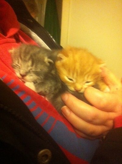 [PokeCommunity.com] Very Important Pets!