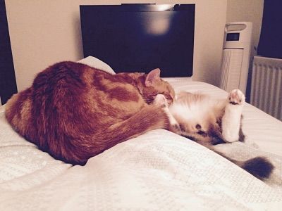 [PokeCommunity.com] Very Important Pets!