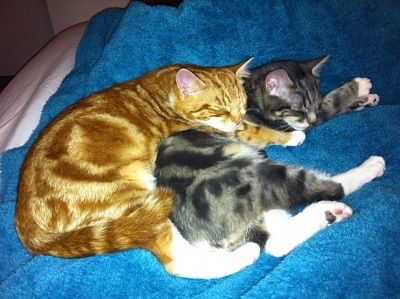 [PokeCommunity.com] Very Important Pets!