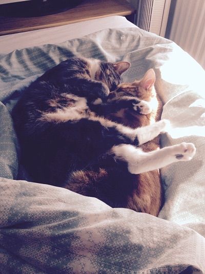 [PokeCommunity.com] Very Important Pets!