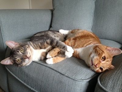 [PokeCommunity.com] Very Important Pets!