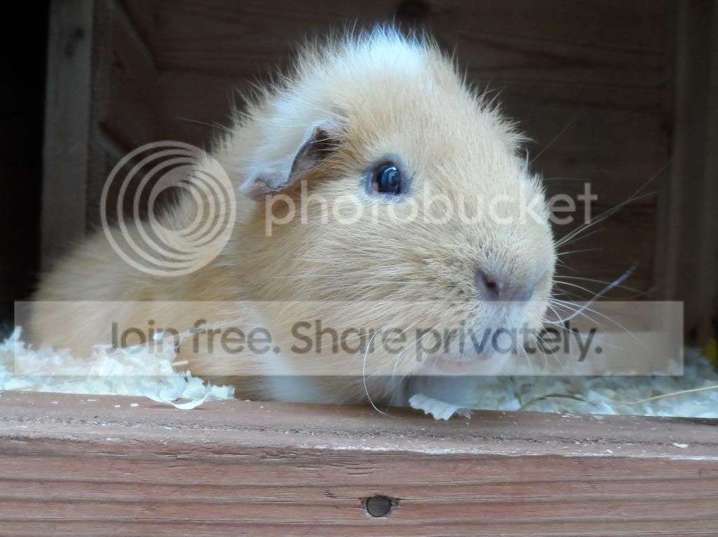 SAM_0117_zpsabd37aed.jpg