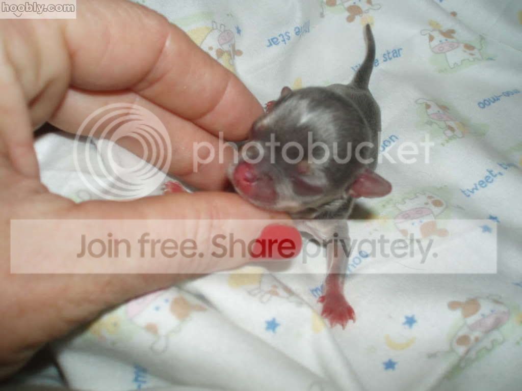 baby applehead chihuahua