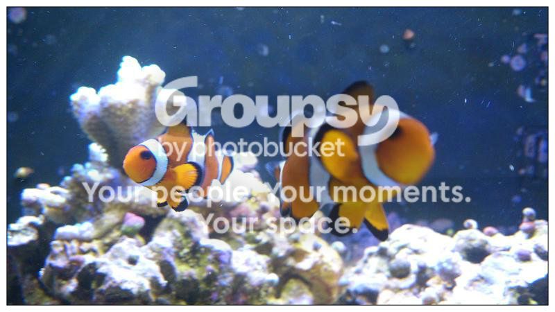 [TodoMarino.com] AmonReef