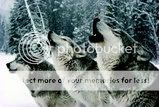 Howling Wolves Pictures, Images and Photos
